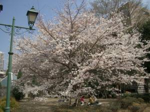 at the Hamacho-koen park