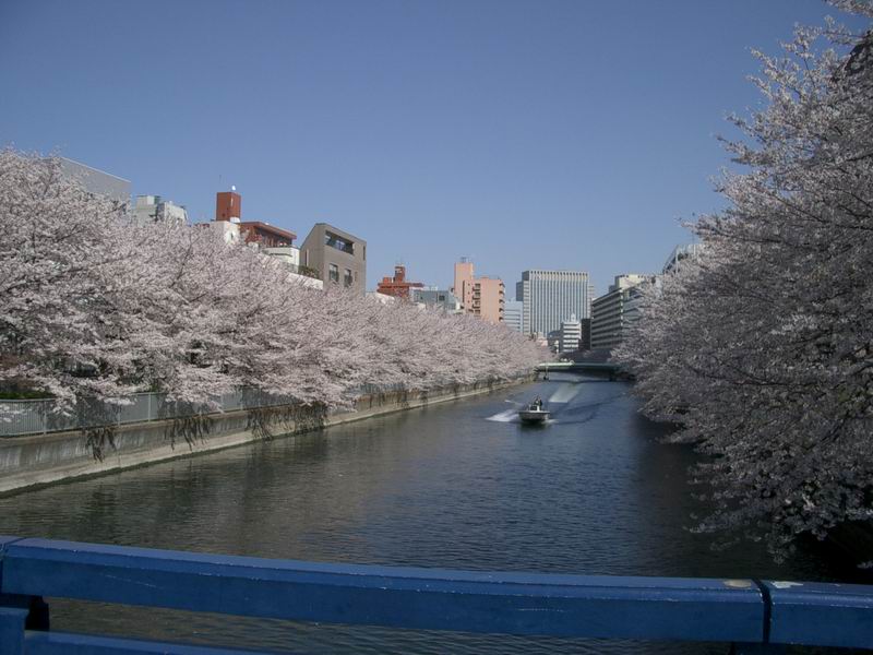 cherries on the Oyokogawa riversides