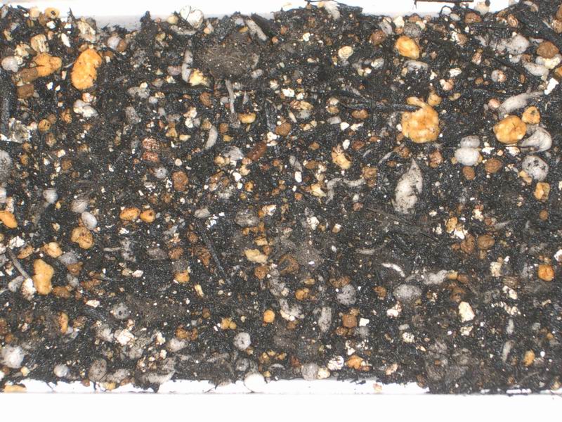 two days after mix lettuce were sown